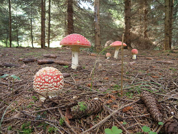 muchotrávka červená Amanita muscaria (L.) Lam.