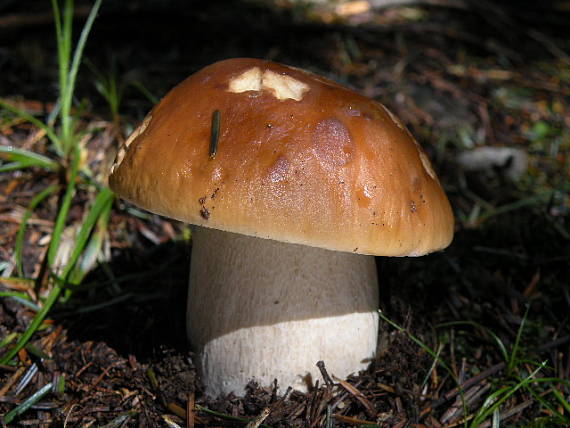 hríb smrekový Boletus edulis Bull.