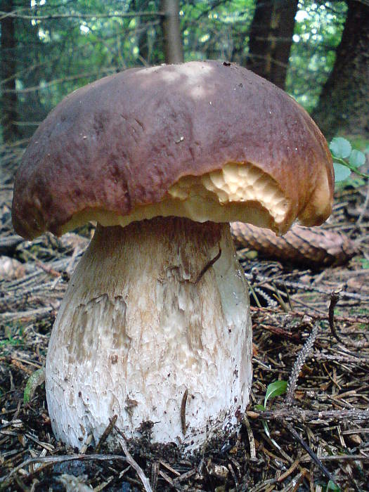 hríb smrekový Boletus edulis Bull.