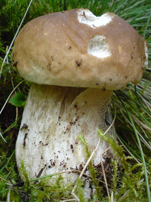 hríb smrekový Boletus edulis Bull.