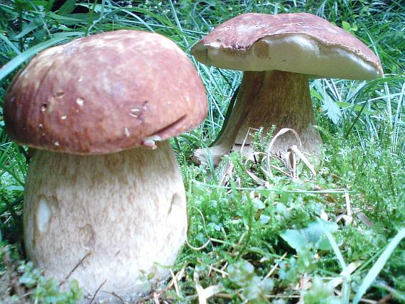 hríb dubový Boletus reticulatus Schaeff.