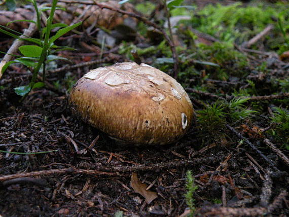 náramkovka cisárska Catathelasma imperiale (P. Karst.) Singer