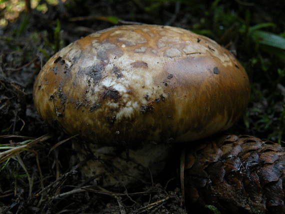 náramkovka cisárska Catathelasma imperiale (P. Karst.) Singer