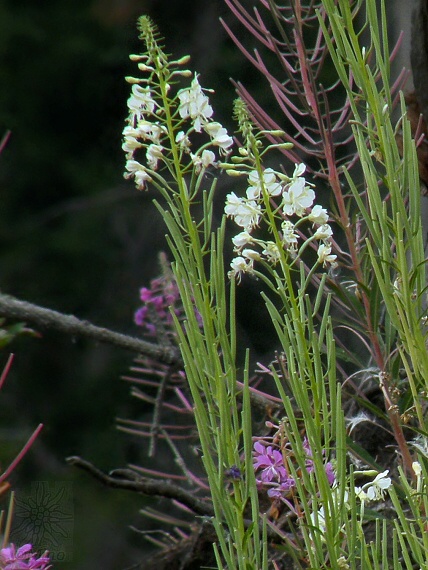 kyprina úzkolistá (albín) Chamerion angustifolium (L.) Holub