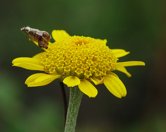 rumanovec farbiarsky Cota tinctoria (L.) Gay