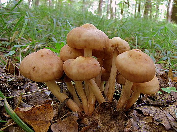 peniazovka vretenohlúbiková Gymnopus fusipes (Bull.) Gray