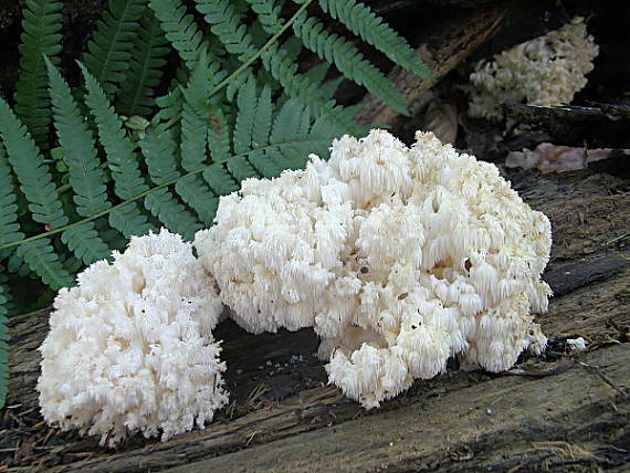 koralovec bukový Hericium coralloides (Scop.) Pers.