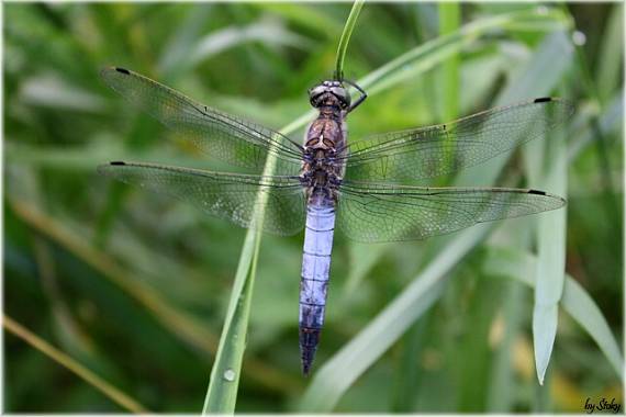 vážka rybničná Orthetrum cancellatum