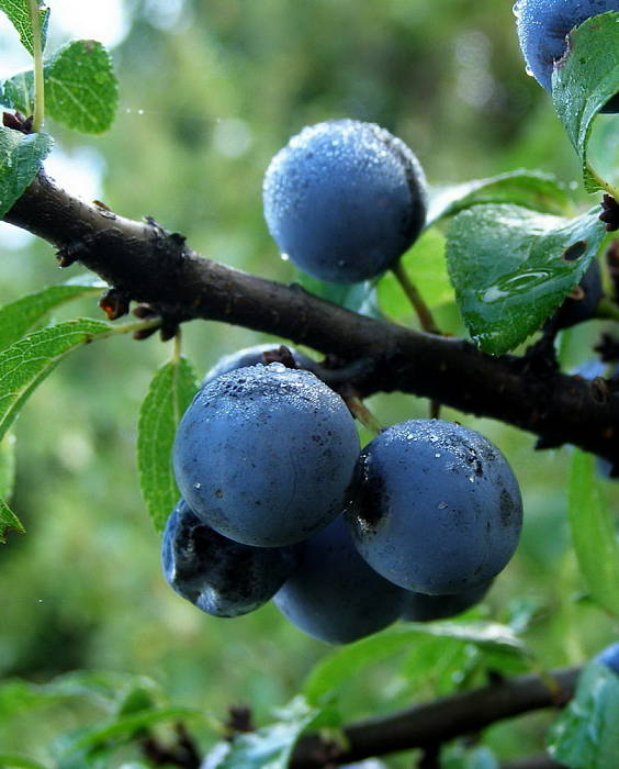 trnka obyčajná Prunus spinosa L.