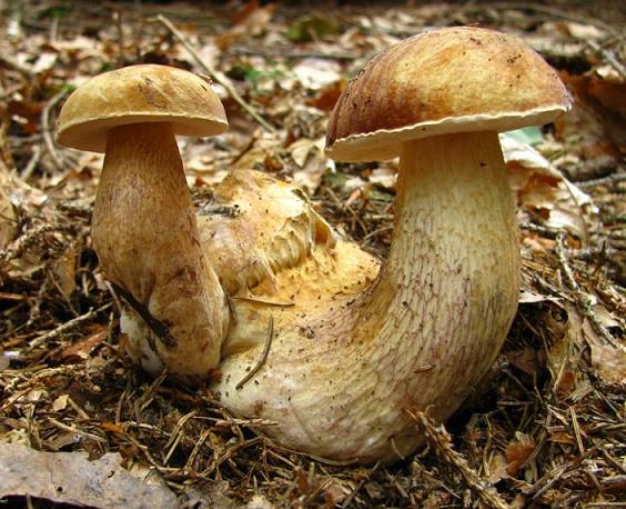 podhríb žlčový Tylopilus felleus (Bull.) P. Karst.