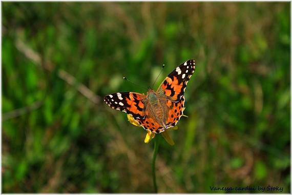 babôčka bodliaková Vanessa cardui