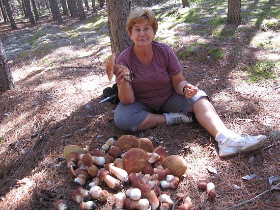 hríb smrekový Boletus edulis Bull. ex Fr.