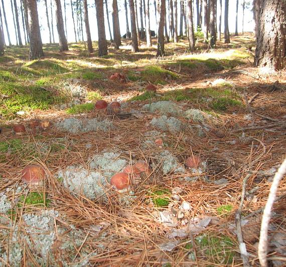 hríb smrekový Boletus edulis Bull. ex Fr.