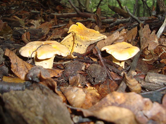 kuriatko jedlé Cantharellus cibarius Fr.