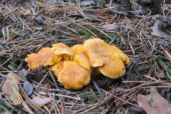 kuriatko jedlé Cantharellus cibarius Fr.