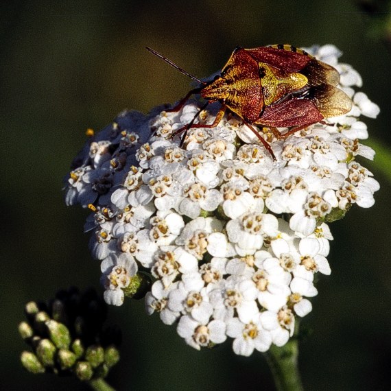 bzdocha  Carpocoris pudicus