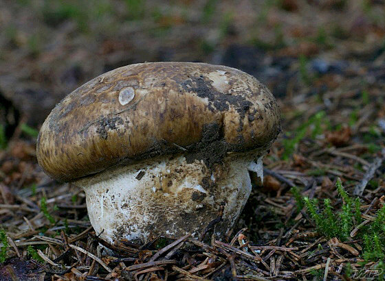 náramkovka cisárska Catathelasma imperiale (P. Karst.) Singer