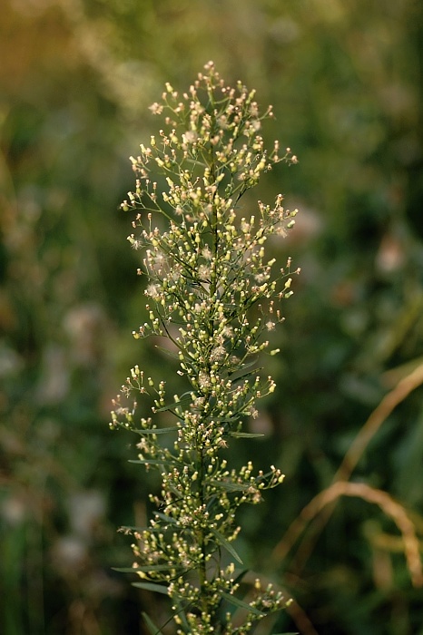 turanec kanadský Conyza canadensis (L.) Cronquist