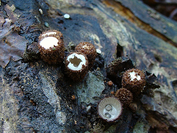 čiaškovec pásikavý Cyathus striatus (Huds.) Willd.