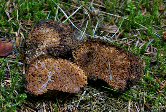 strapatec smrčkovitý Gautieria morchelliformis Vittad.