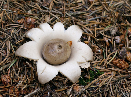 hviezdovka strapkatá Geastrum fimbriatum Fr.