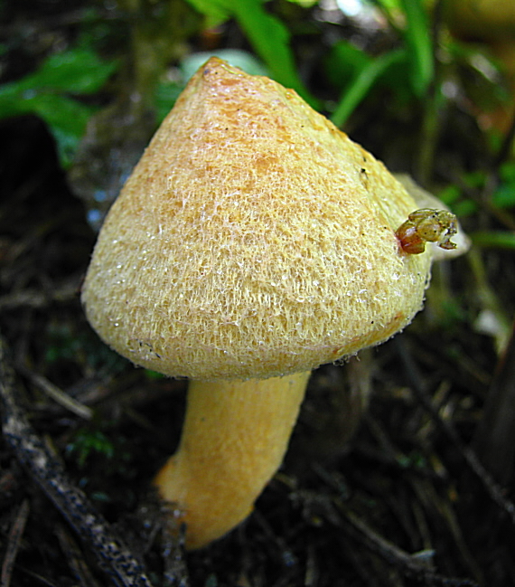 vláknica Inocybe sp.