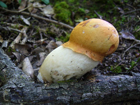 kozák osikový Leccinum albostipitatum den Bakker & Noordel.