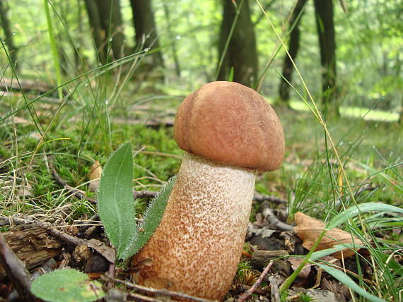 kozák dubový Leccinum aurantiacum (Bull.) Gray