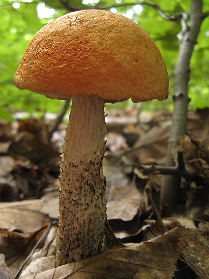 kozák dubový Leccinum aurantiacum (Bull.) Gray