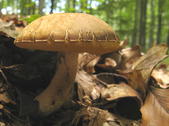 kozák hrabový Leccinum pseudoscabrum (Kallenb.) Šutara