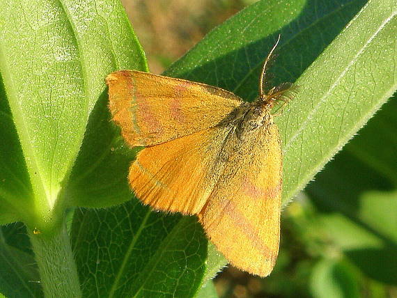 piadivka purpurová  - samček  Lythria purpuraria Linnaeus, 1758