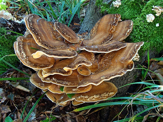 vejárovec obrovský Meripilus giganteus (Pers.) P. Karst.