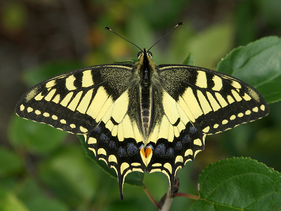 vidlochvost feniklový Papilio machaon