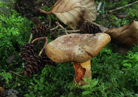 čechračka podvinutá Paxillus involutus (Batsch) Fr.