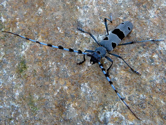 fuzáč alpský Rosalia alpina