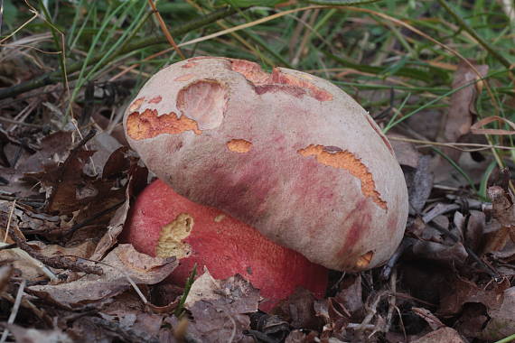 hríb Le Galovej Rubroboletus legaliae (Pilát & Dermek) Della Maggiora & Trassin.