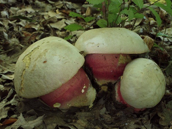 hríb satanský Rubroboletus satanas f. satanas (Lenz) Kuan Zhao & Zhu L. Yang