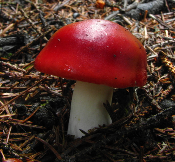 plávka škodlivá  Russula emetica (Schaeff.) Pers.