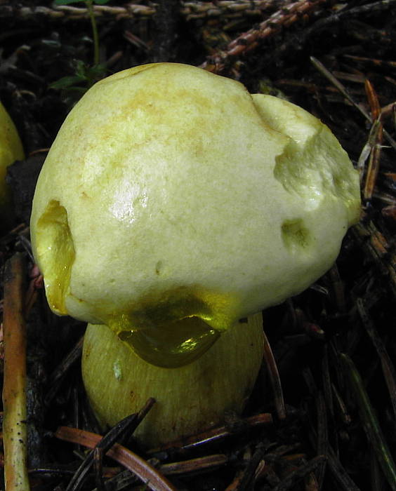 čírovka sírovožltá  Tricholoma sulphureum (Bull.) P. Kumm.