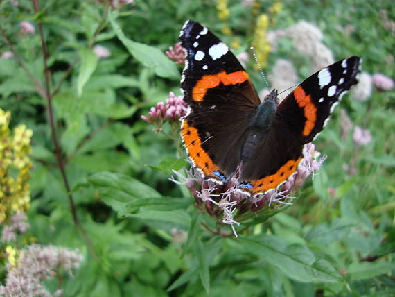 babôčka admirálska Vanessa atalanta