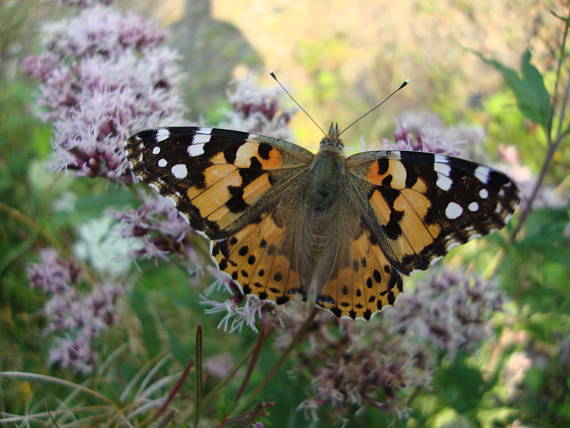 babôčka bodliaková Vanessa cardui