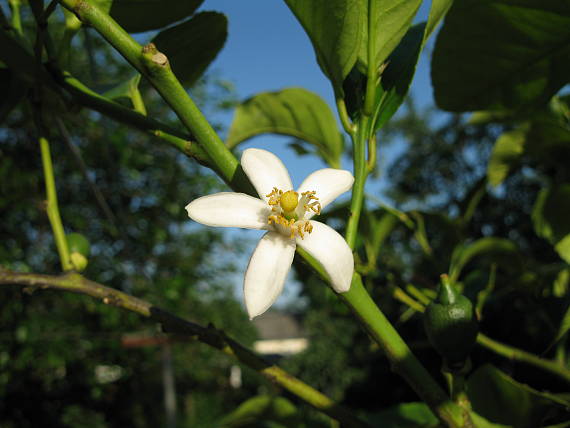 citronovnik