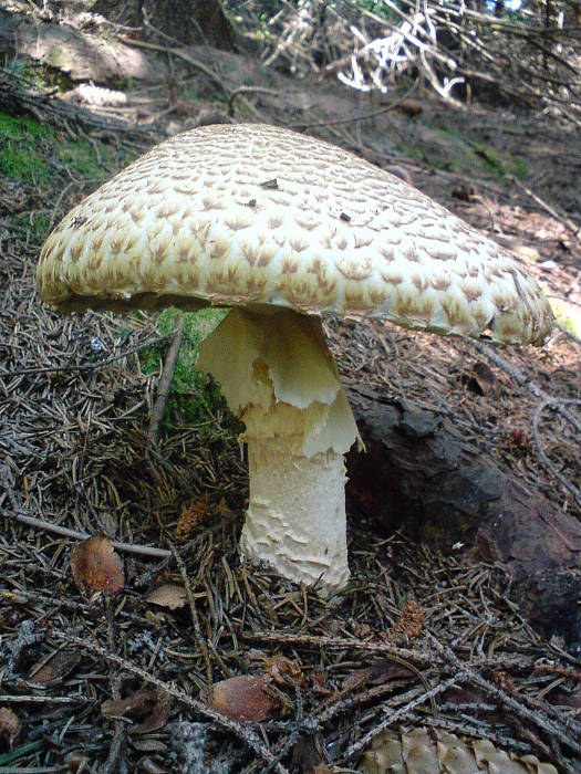 pečiarka obrovská Agaricus augustus Fr.