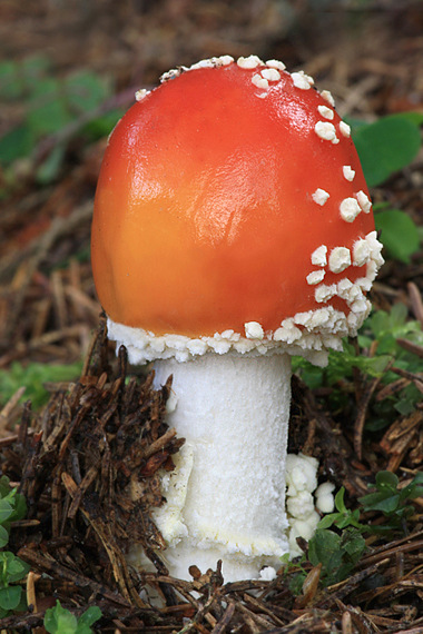 muchotrávka červená Amanita muscaria (L.) Lam.