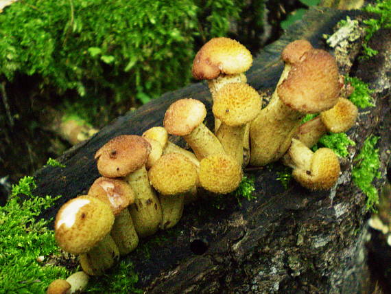 podpňovka žltá Armillaria gallica Marxm. & Romagn.