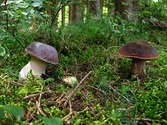 hríb smrekový & zrnitohlúbikový Boletus edulis & luridiformis var. luridiformis