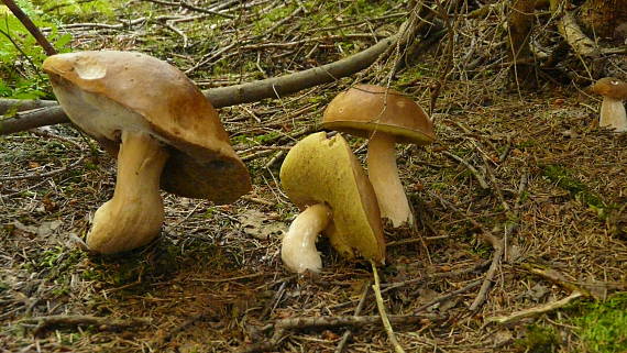 hríb smrekový Boletus edulis Bull.