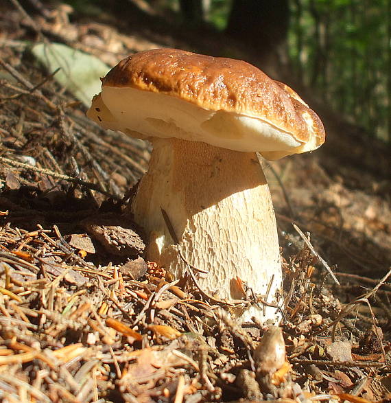 hríb smrekový Boletus edulis Bull.