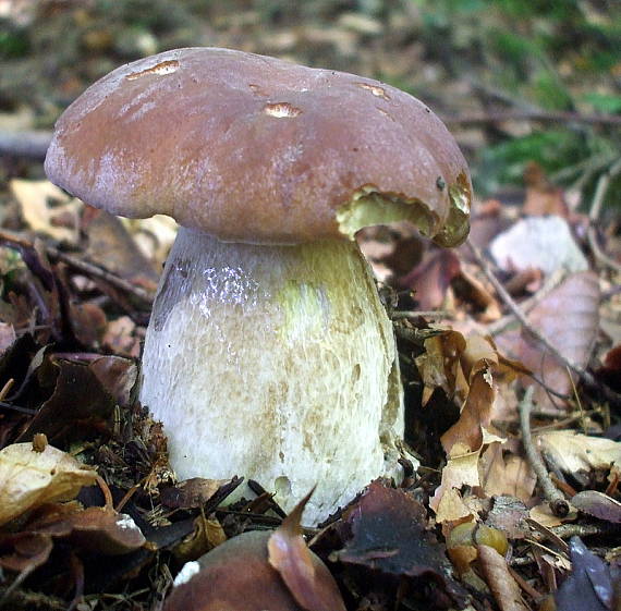 hríb smrekový Boletus edulis Bull.