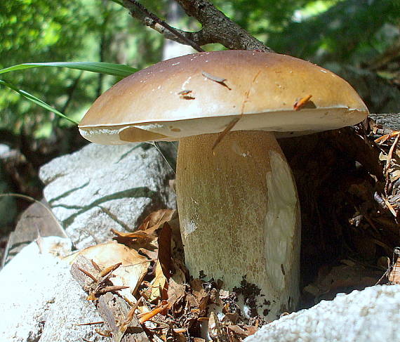 hríb smrekový Boletus edulis Bull.